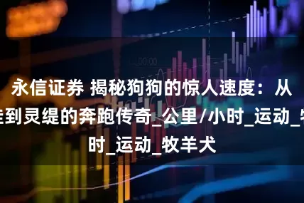 永信证券 揭秘狗狗的惊人速度：从吉娃娃到灵缇的奔跑传奇_公里/小时_运动_牧羊犬