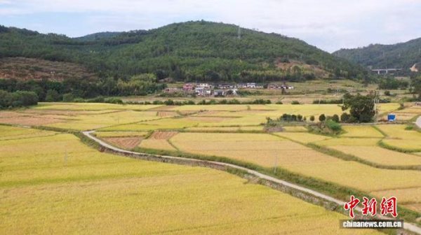 凯狮优配 （乡村行·看振兴）福建清流：秋粮收购忙  颗粒尽归仓